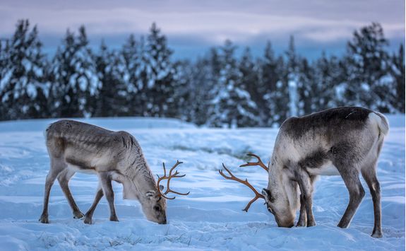 reindeer