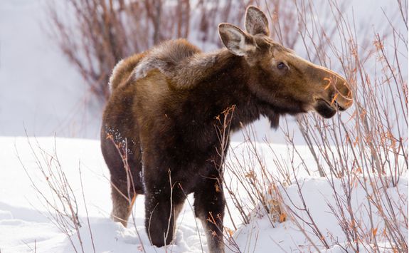 moose