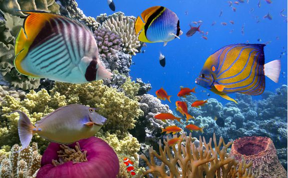 Tropical fish