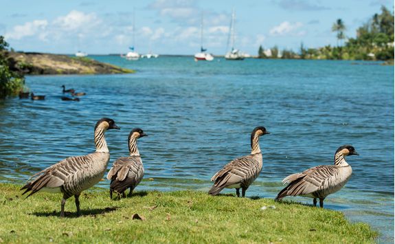 Nene geese