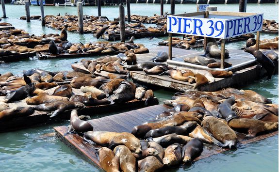 Pier 39