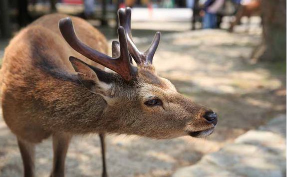 The deer of Miyajima