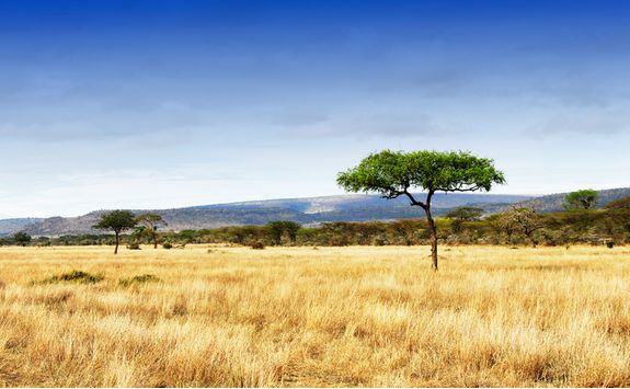 tanzania plains