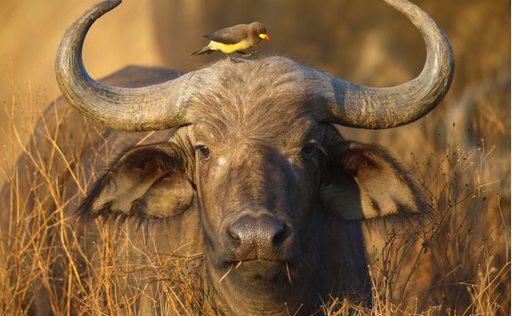 buffalo bird