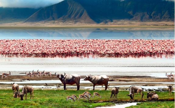 flamingos buffalo