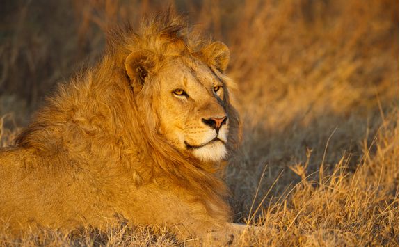 lion