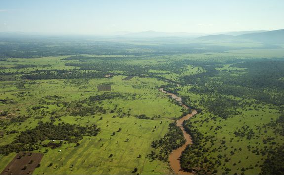 serengeti