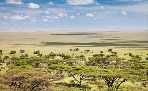 serengeti plains
