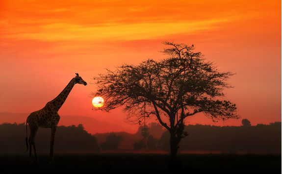 serengeti sunset