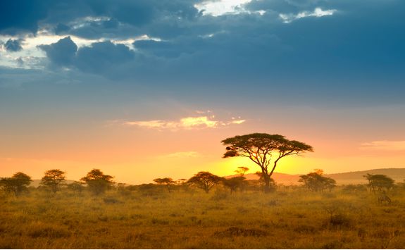 the serengeti