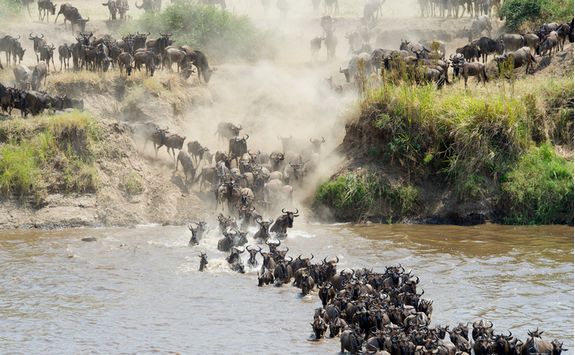 wildebeest