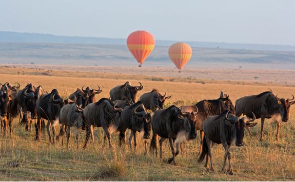 wildebeest balloons