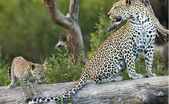 serengeti lepoard