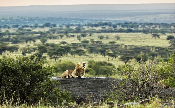 serengeti roaring lion
