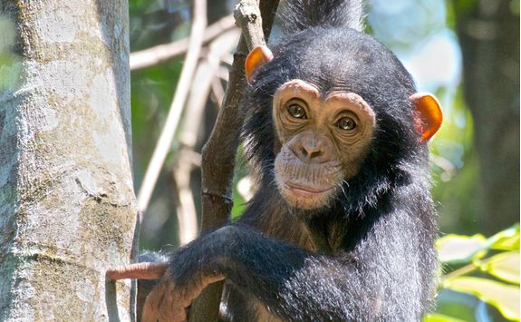 baby chimp