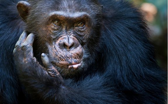 chimp close up