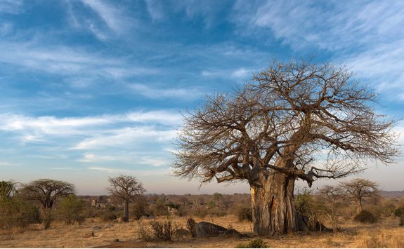 baobab tree