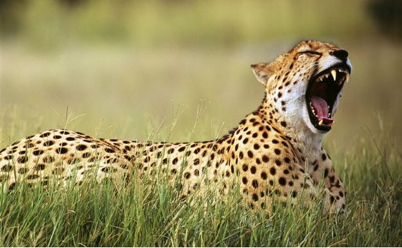 cheetah