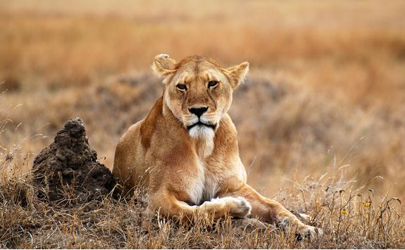 lion