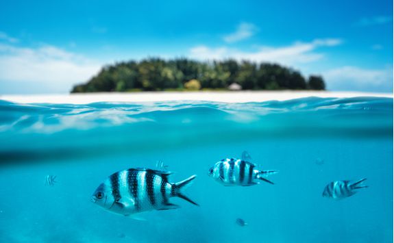 snorkelling
