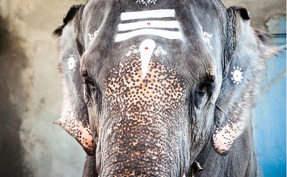 elephant at manakkula vinayagar temple