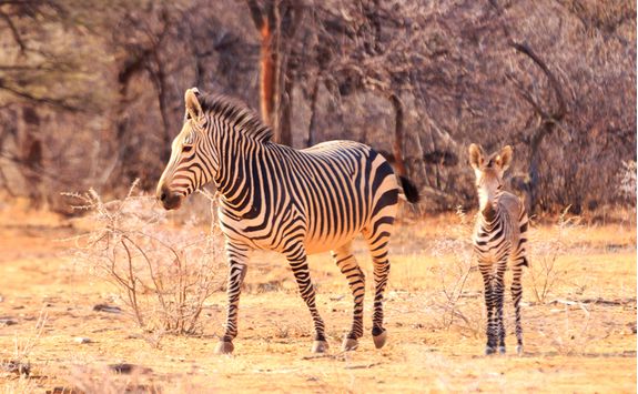 Zebras in NamibRand