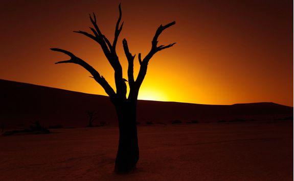 The NamibRand desert and tree at sunset