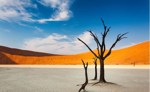 Dunes and a tree in Sossusvlei