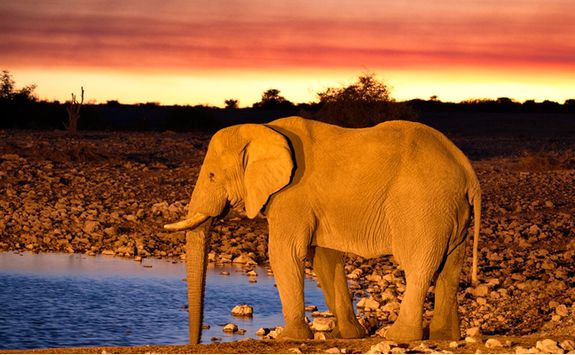 An elephant in the desert