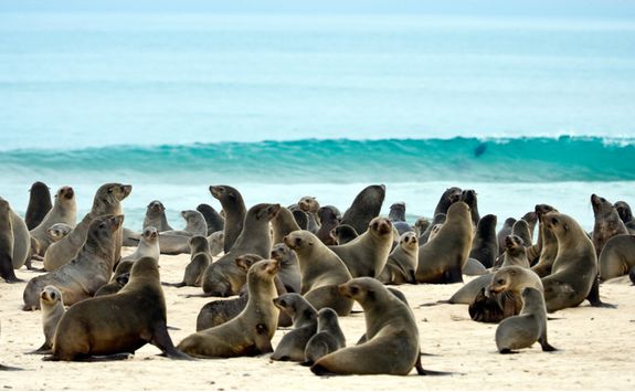 Cape Fur Seals on the Skeleton Coast