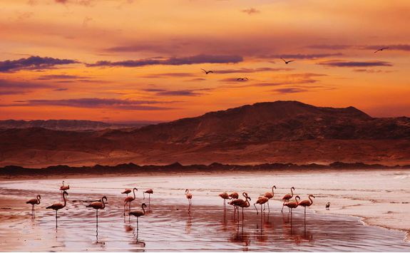 Flamingoes at sunset on the Skeleton Coast
