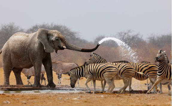 Elephants spraying water at a zebra