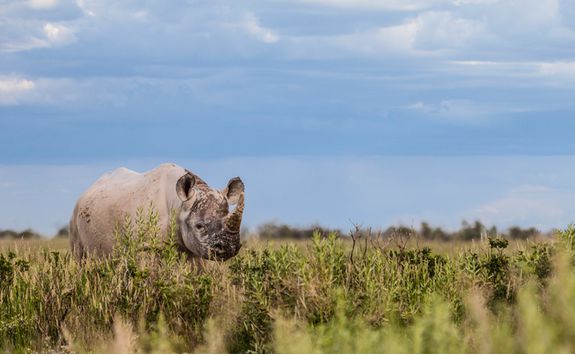 A black rhino