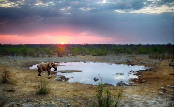 An elephant at a watering hole in Etosha
