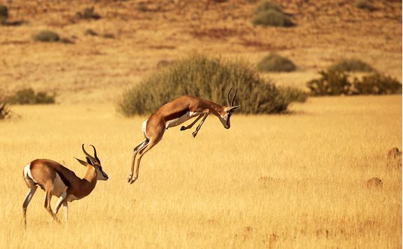 Impalas jumping