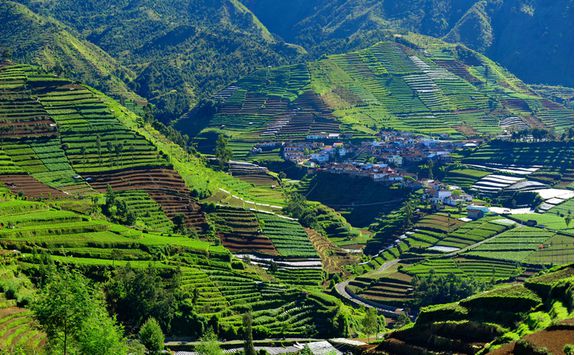 Rice paddies in Java