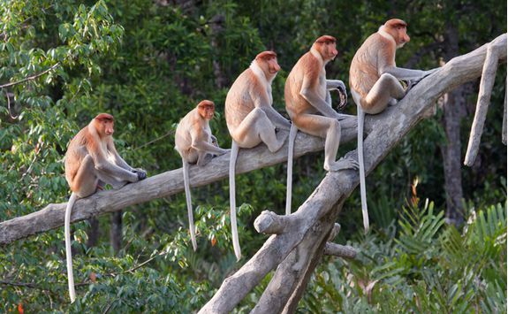 Proboscis Monkeys on tree