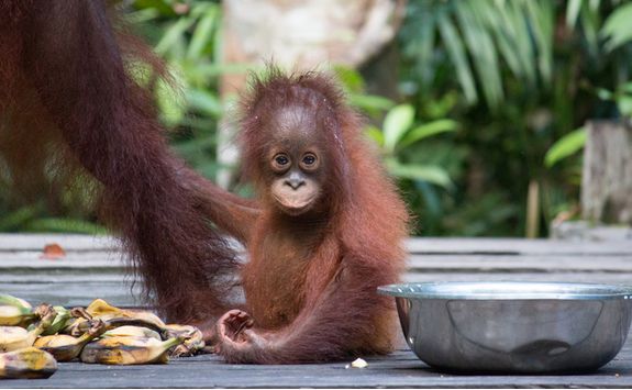 A baby orangutan