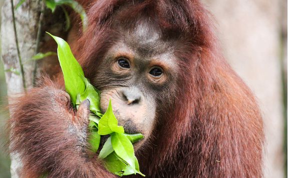 An orangutan eating a leaf