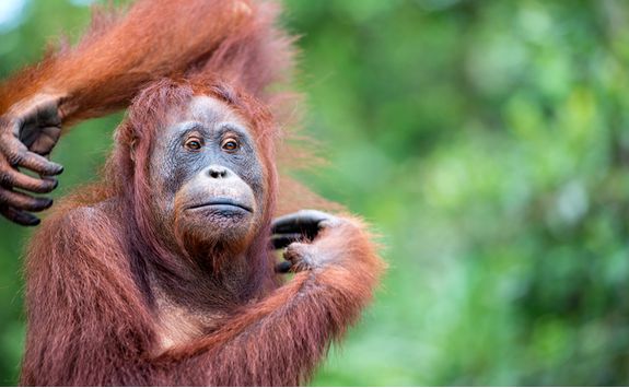 An orangutan itching in Tanjung Puting National Park