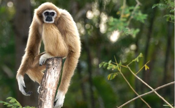 A Wild Gibbon