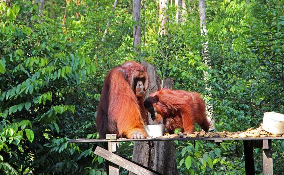 An Orangutan feeding platform