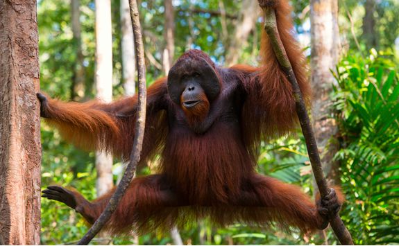 An orangutan hanging from trees