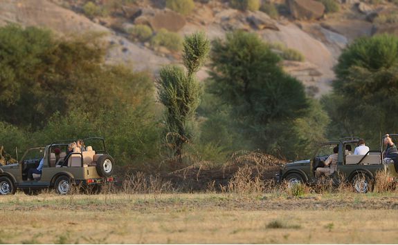 Rawla Narlai leopard safari
