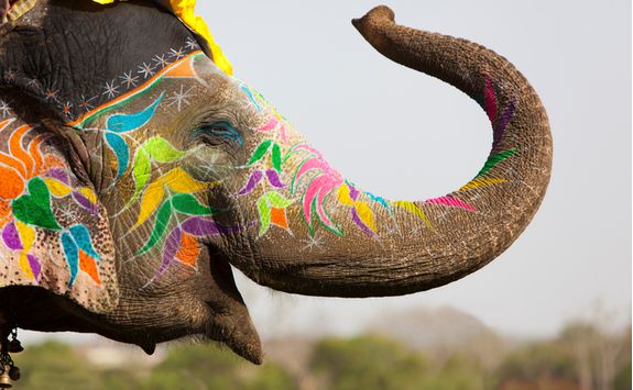 Amber fort elephant