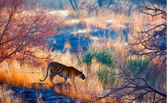 tiger ranthambore national park