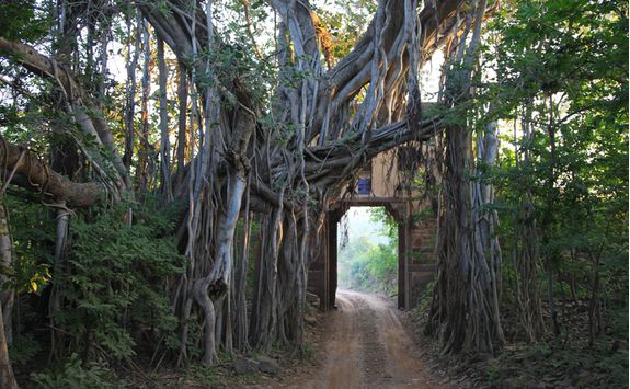 Ranthambore national park tree gate