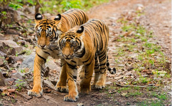 ranthambore national park tigers