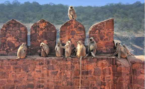 ranthambore national park fort monkeys