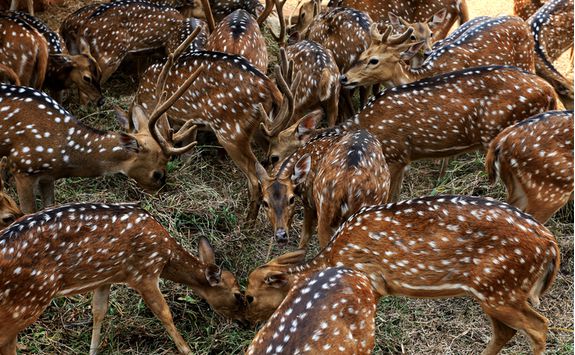 ranthambore national park deer